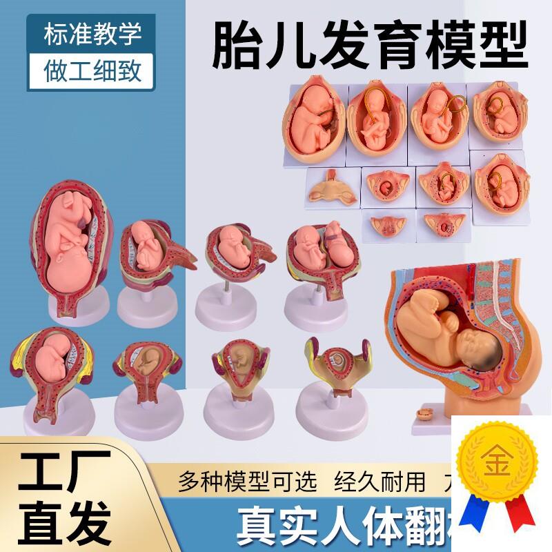 妇产科女性盆腔附足月胎s儿模型妊娠发育九个月胎儿子宫生殖模型