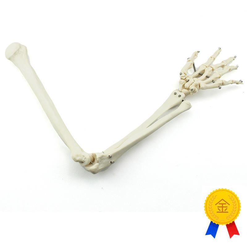 ENOVO颐诺人体上肢骨模型肘z关节腕关节模型肱骨尺骨桡骨掌骨指骨