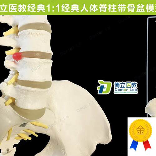 1:1人体脊柱模k型成人正骨骨科带颈椎腰椎椎间盘脊椎骨骼型模