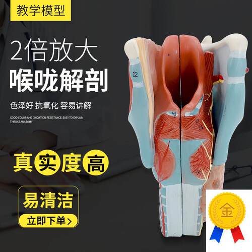 喉解剖模型咽喉模型甲状腺模型C放大喉头解剖模型耳鼻喉科教具