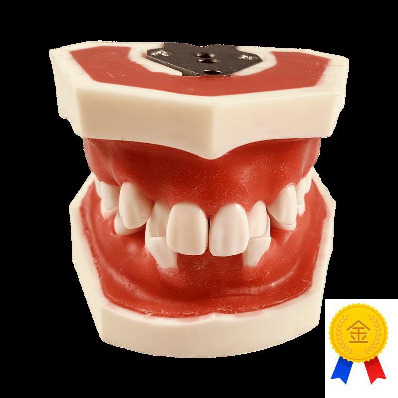牙模型备牙牙科口腔矫正牙周模型练习牙结石刮治软牙W龈牙列不齐