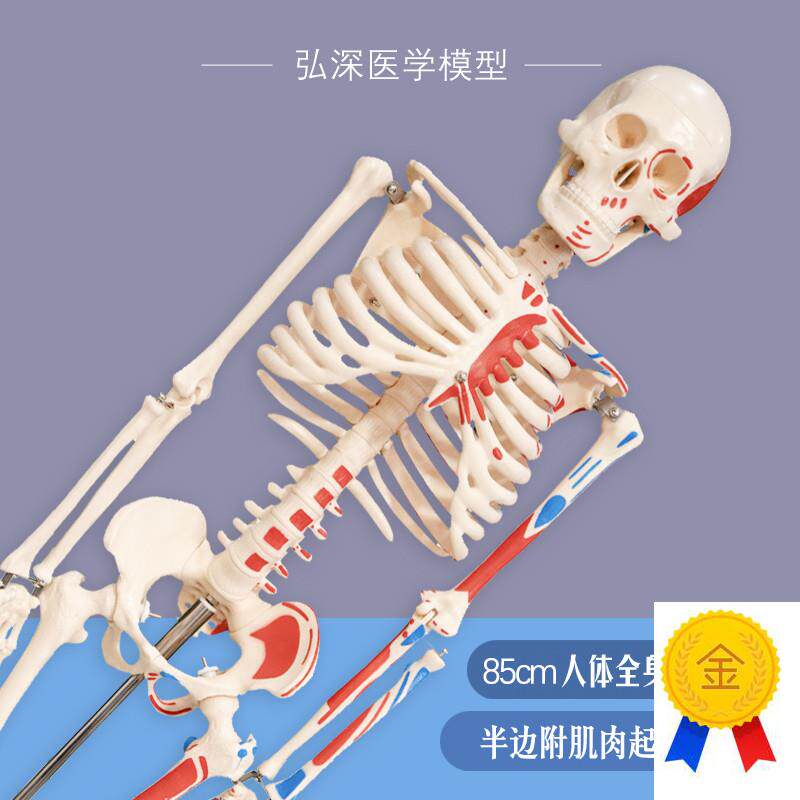 人体骨骼模型85cm全身骨架y骷髅骨头半边肌肉着色骨科康复医学教