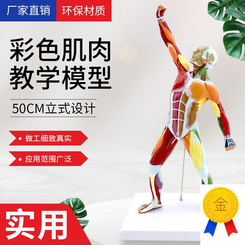 50cmb人体运动肌肉模型全身肌肉模型人体浅层肌肉解剖标本彩色