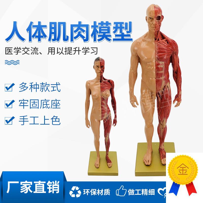 30cma绘画参考头骨模型半身像医学艺用人体肌肉骨骼解剖结构美术