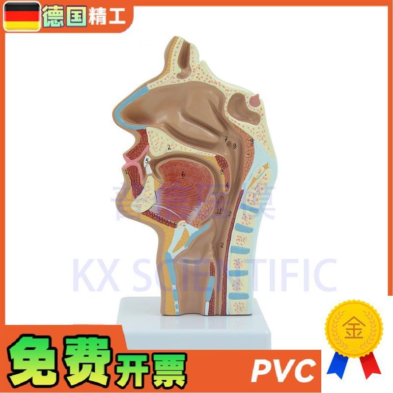 德国】头部解剖口鼻咽喉模型教内侧面血管神经R鼻腔模型医药展示
