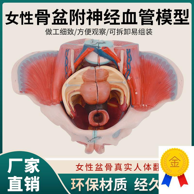 女性人体骨盆附生殖器官血管神经肌肉H解剖分娩演示教学盆底肌模