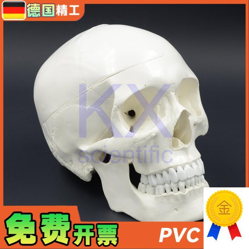 德国】成人大小头颅骨模型u1比1头骨口腔教学雕塑艺术写生可拆可