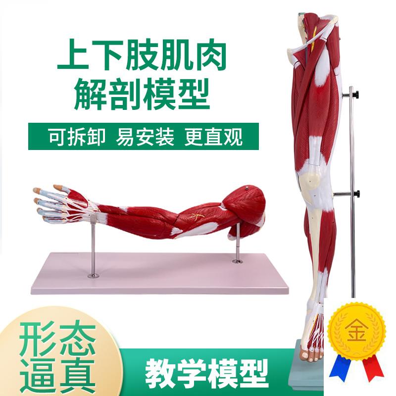 医学人体上下肢肌肉血管神经模型腿部I运动系统手臂运动肌肉解剖