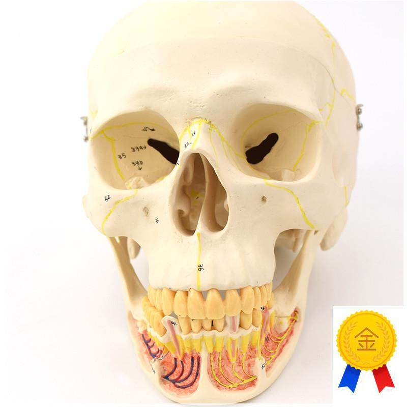 ENOVO颐f诺成人头骨模型下颌骨颌面外科解剖仿真头颅骨口腔科头骨