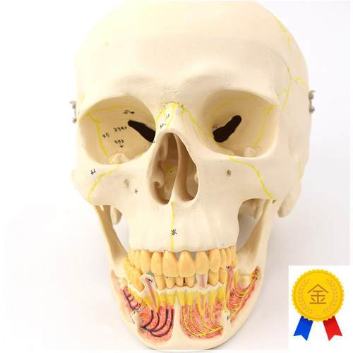 ENOVO颐f诺成人头骨模型下颌骨颌面外科解剖仿真头颅骨口腔科头骨