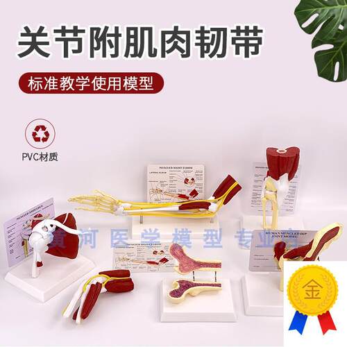人体膝关节上肢肌肉手臂关节附B血管韧带骨骼模型髋关节功能结构