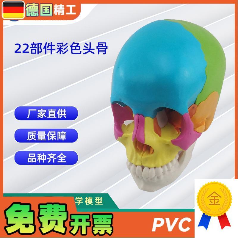 22部件拼装人体头骨模型w彩色颅骨解刨模型可拆解人体头骨模型