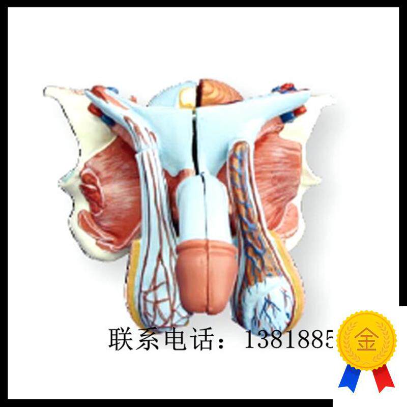 XC-3b31D高级男性内外生殖器模型