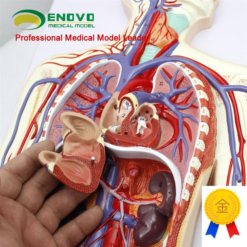 ENOVO颐诺人体血液循环系统模型体循环肺循P环双循环心血管介入心