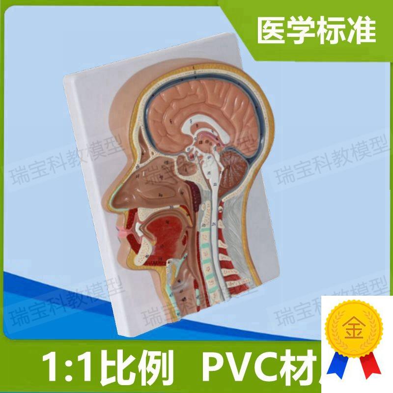 头颈部解b剖模型颅脑鼻腔口舌咽喉咙气管扁桃体鼻窦额窦五官科医