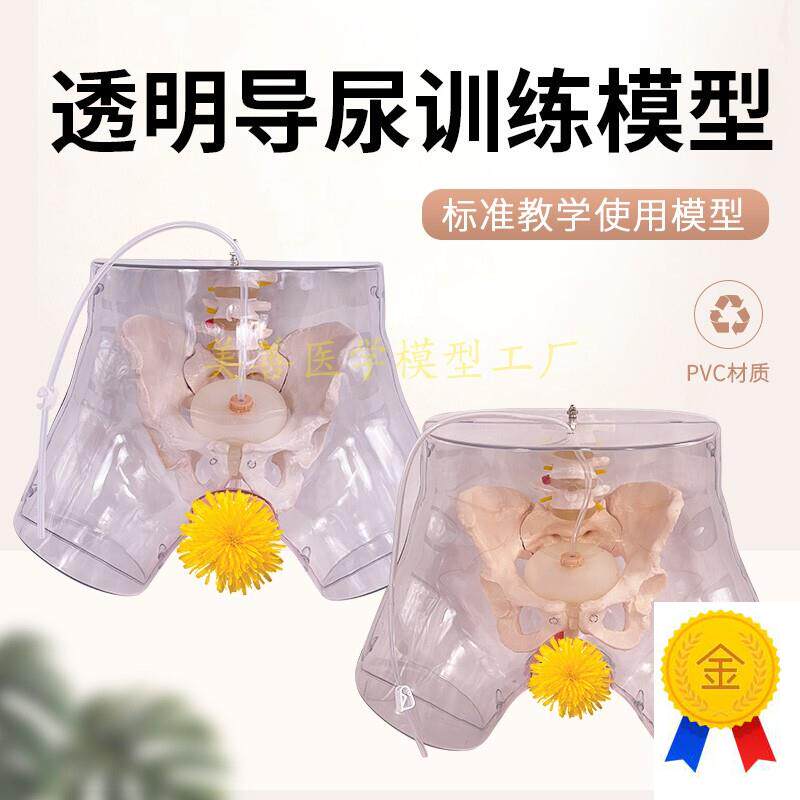 透明男性导尿模型男性生殖器A男性生殖解剖模型女性导尿模型