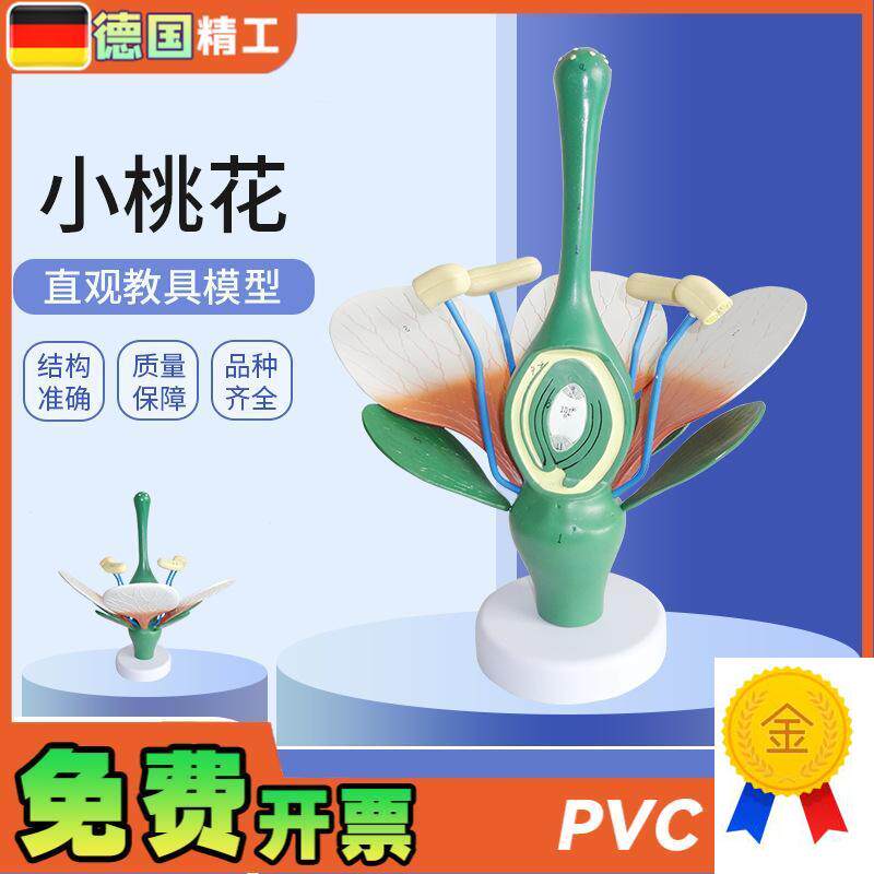 德国】桃花双子叶花绿q色花蕊植物构造放大结构解剖模型生物教学