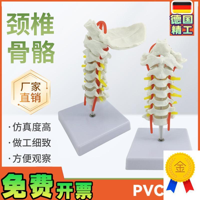 人体颈椎带颈动脉模型神经后y枕骨椎间盘颈椎模型脊柱脊椎模型