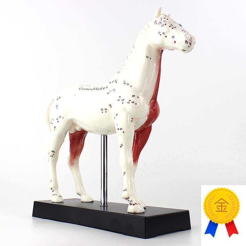 ENOVO颐诺马针灸模型动物x解剖模型宠物模型针灸腧穴模型马针灸穴