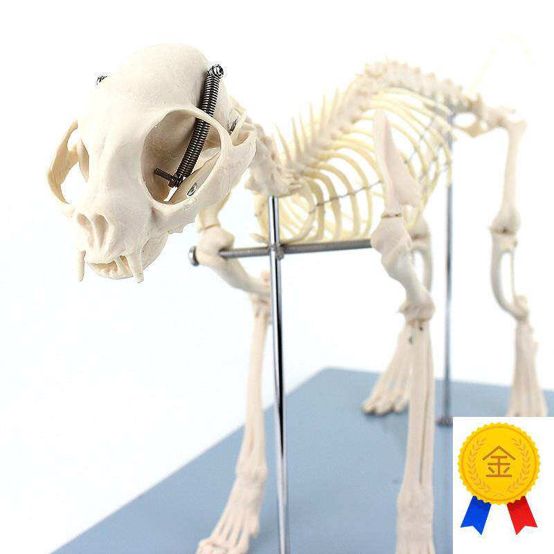 ENOVO颐g诺猫全身骨骼解剖结构猫骨头脊柱关节骨盆标本宠物高职