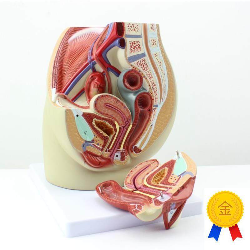 CY正品女性盆腔解q剖生殖泌尿子宫女性骨盆教具模型