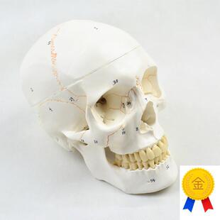 盼夕人体头骨模型颅骨骨骼模型骷髅玩具医学生骨U架教学数字标识