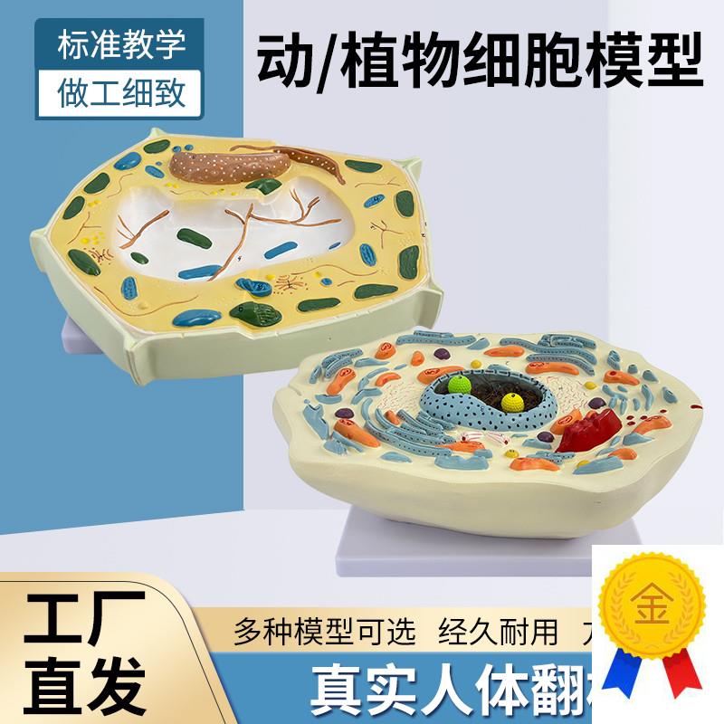 植物细胞亚显微结构细o胞亚显微结构标本模型科教仪器医学教学专