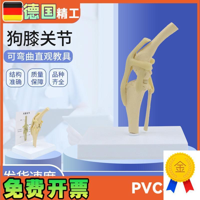 狗膝关节模型犬骨头动物骨骼标本骨质疏松M宠物医院兽医教学教具