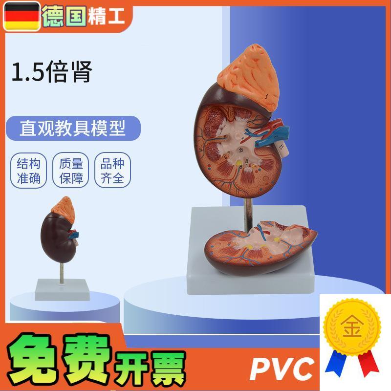 德国】PNT-0561-1肾解剖教学模型肾解剖1.O5倍放大附肾上腺教学模