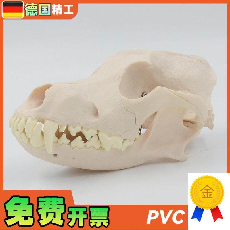 德国】1比1成年狗犬头颅骨骷髅头骨骨骼宠物医院畜牧Y业医用教学