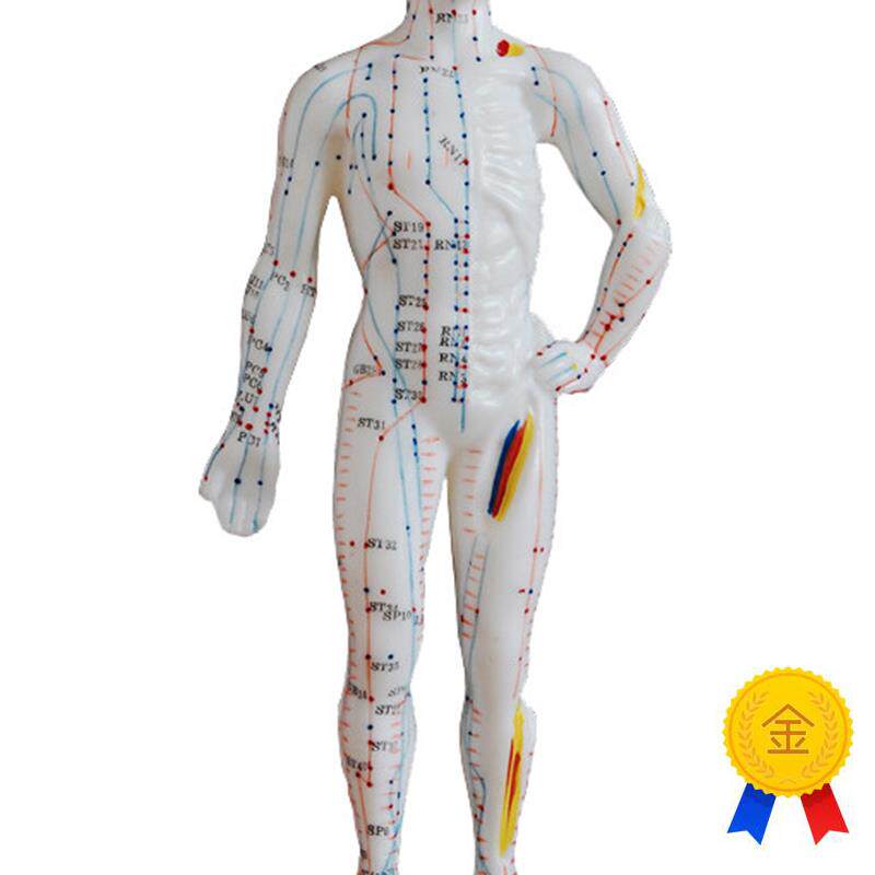 中医针灸小人人体经络穴位模型针灸穴位模型小人26cmY教学模特硅