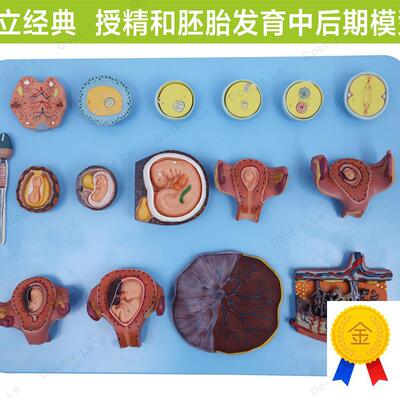 受精与早期胚胎发育过程模型计生展示胎儿孕H育过程模型卵细胞