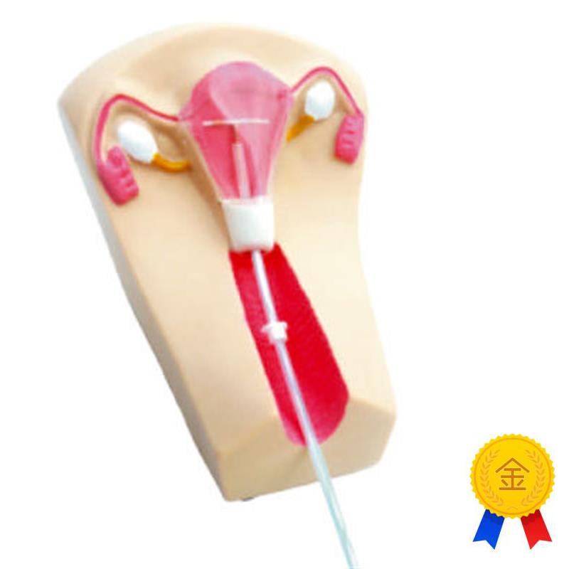 女性宫内c避孕器及训练模型