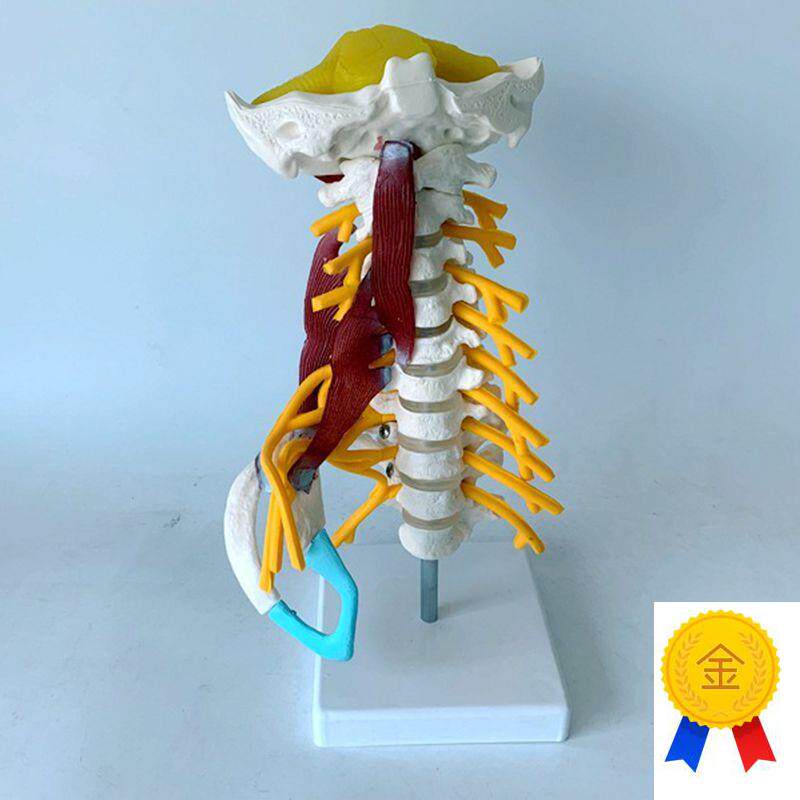 康泰模型人体颈椎小脑枕骨颈丛神经肌肉肋骨O动脉血管康复正骨针
