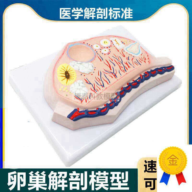 卵巢模型卵子卵泡黄体白体女生殖性腺输卵M管子宫妇科月经周期医
