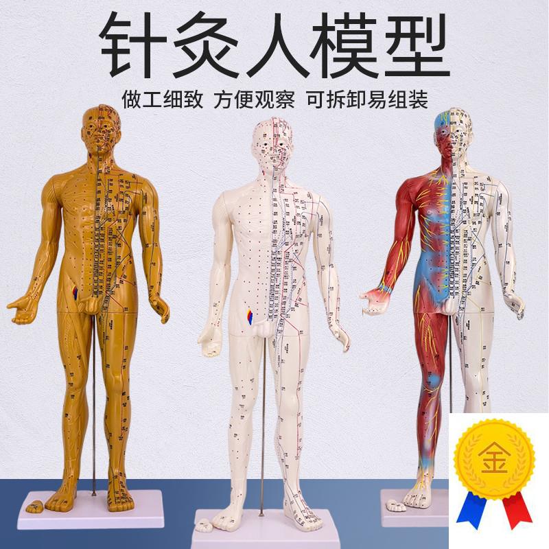 高清80cm178cm针灸穴位经络人体模型模特中医用家用X教学针灸模型
