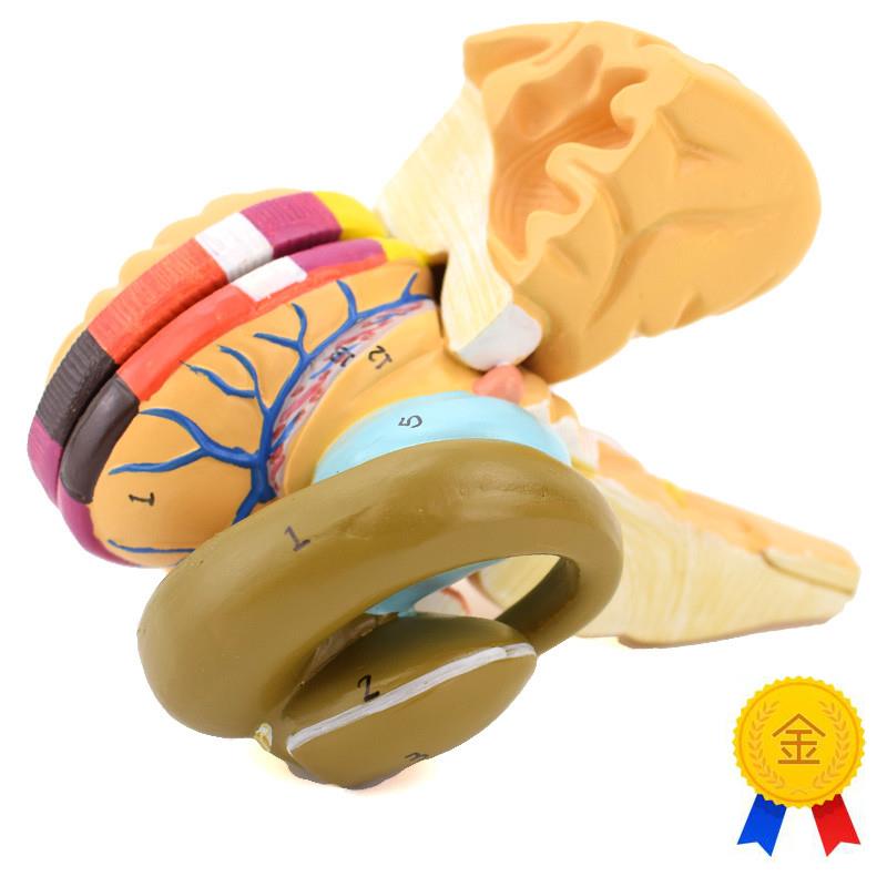 ENOVO颐诺大脑内囊与基底节模A型神经核神经功能区神经核团模型神