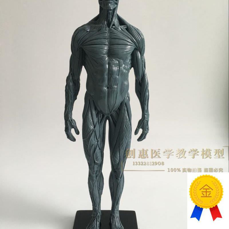 30cmb医用雕塑绘画CG参考头骨结构人体灰色全肌肉骨骼解剖模型美