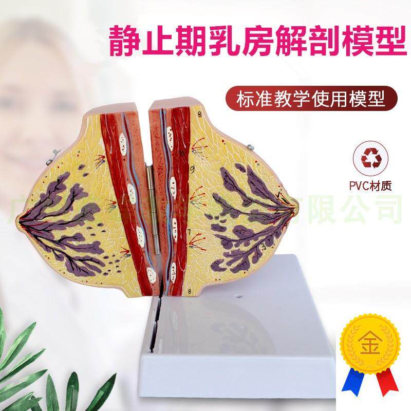 哺乳期乳房e模型胸部解剖乳房结构造乳房催乳师教具乳腺病变模型