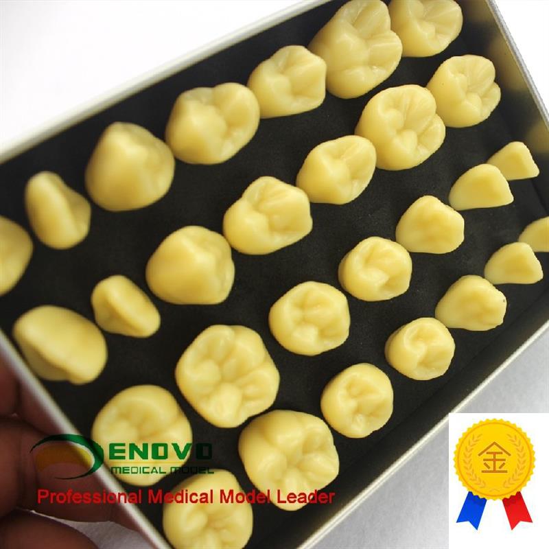 ENOVO颐诺2倍雕牙练习指导z模型牙颌面口腔学教学雕牙齿模型成人