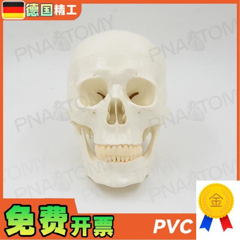 德国】11e大小白色仿真人体头颅骨骷髅头骨模型可拆卸美术素描