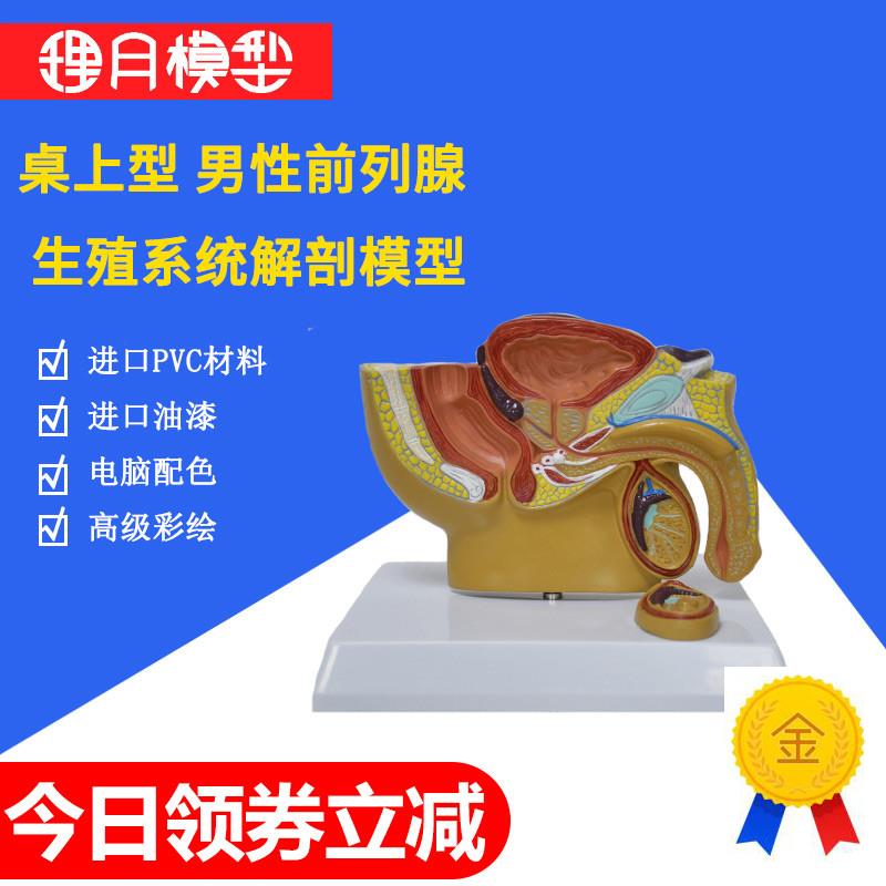 泌尿系统模型男性生殖s模器盆腔解剖结构前列腺男科部位教学