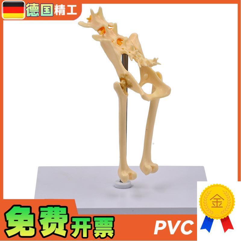 德国】1比1猫i骨盆模型猫骨骼腰椎尾骨脊柱神经教具宠物医院展