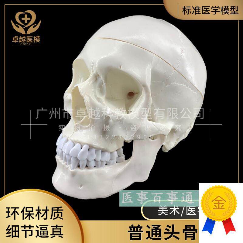 人体头骨模型头骨骷髅关节仿古C头科教标本神经科脑外科模具