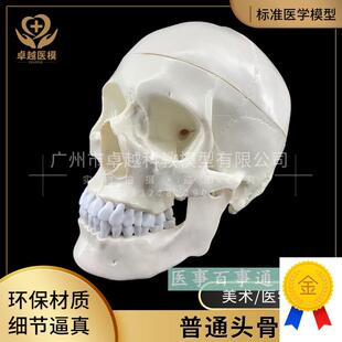 人体头骨模型头骨骷髅关节仿古C头科教标本神经科脑外科模具