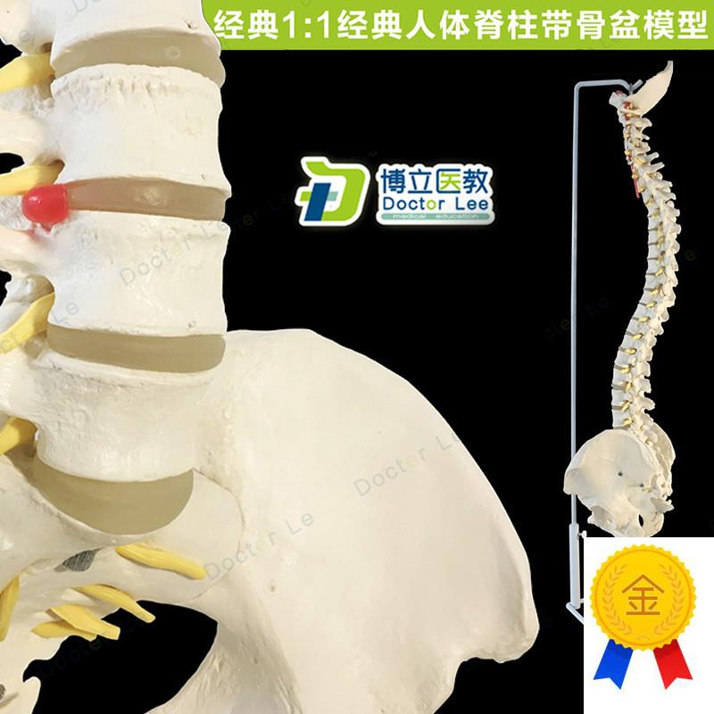 人体脊柱模型1:1正骨脊椎模A型颈椎腰椎人体骨骼模型脊椎模型