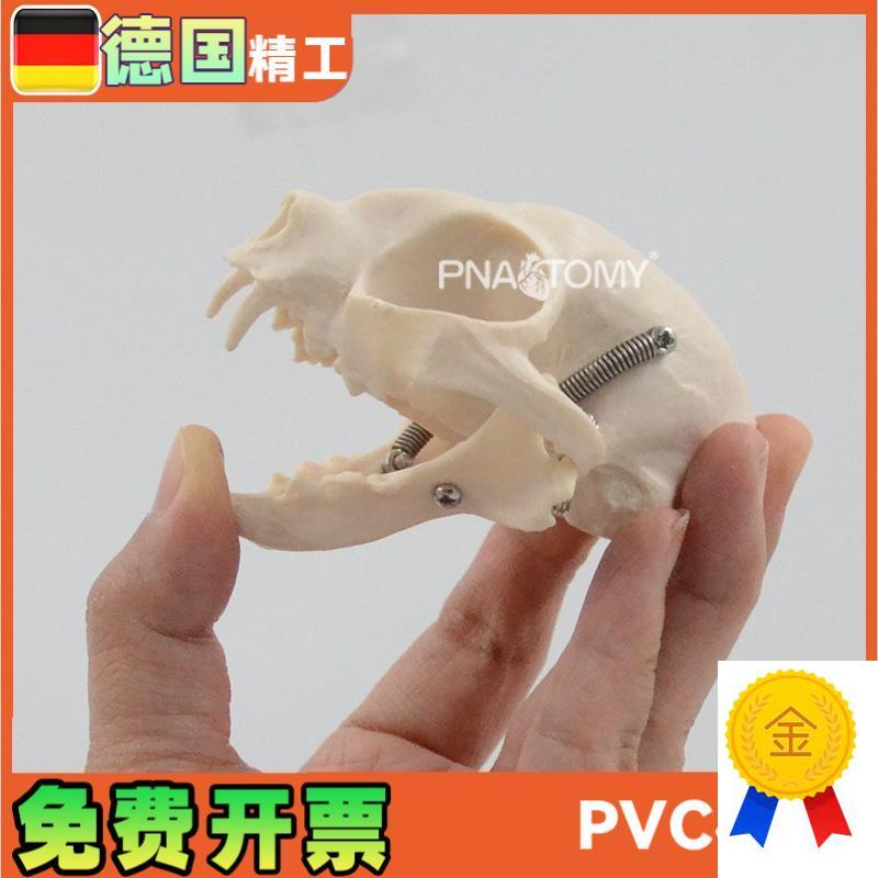 仿真猫咪头骨结构骨骼解剖模型医用宠物医院Q兽医教学展示教具