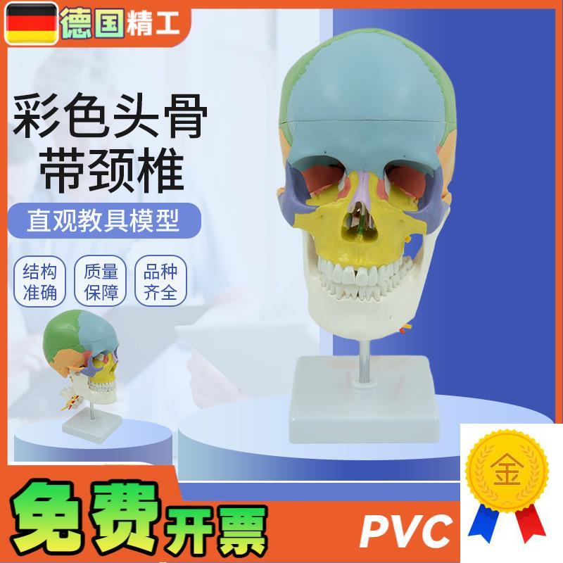 德国】人体彩色头l颅骨带颈椎脊神经模型仿真头骨颅骨骷髅骨教学