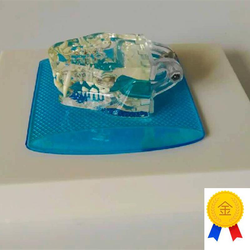 透明猫牙动物骨骼宠物牙动物模型宠I物兽医教学教仪猫牙优惠