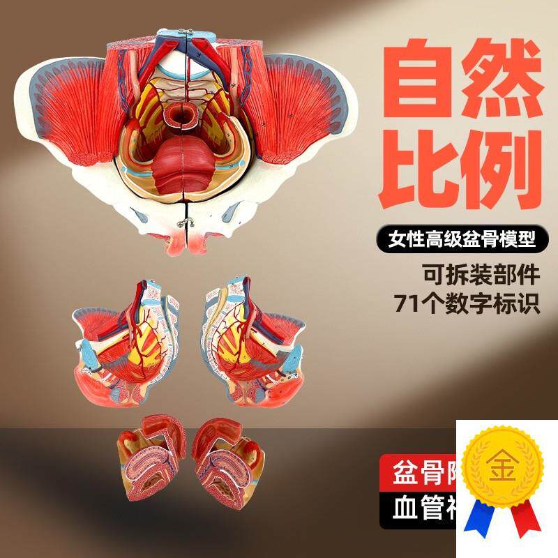 女性人体骨盆附生殖器官血管神经肌肉H解剖分娩演示教学盆底肌模